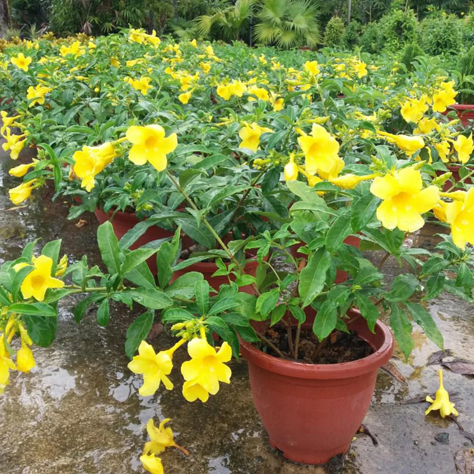 Allamanda