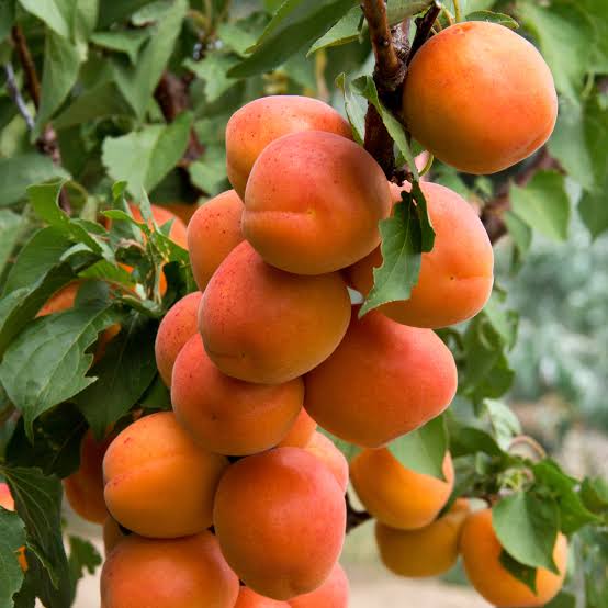 Apricot 2'