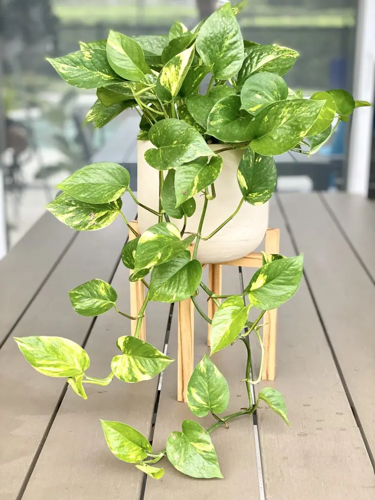 Money Plant