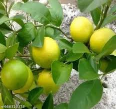 Hyb Lemon 2'