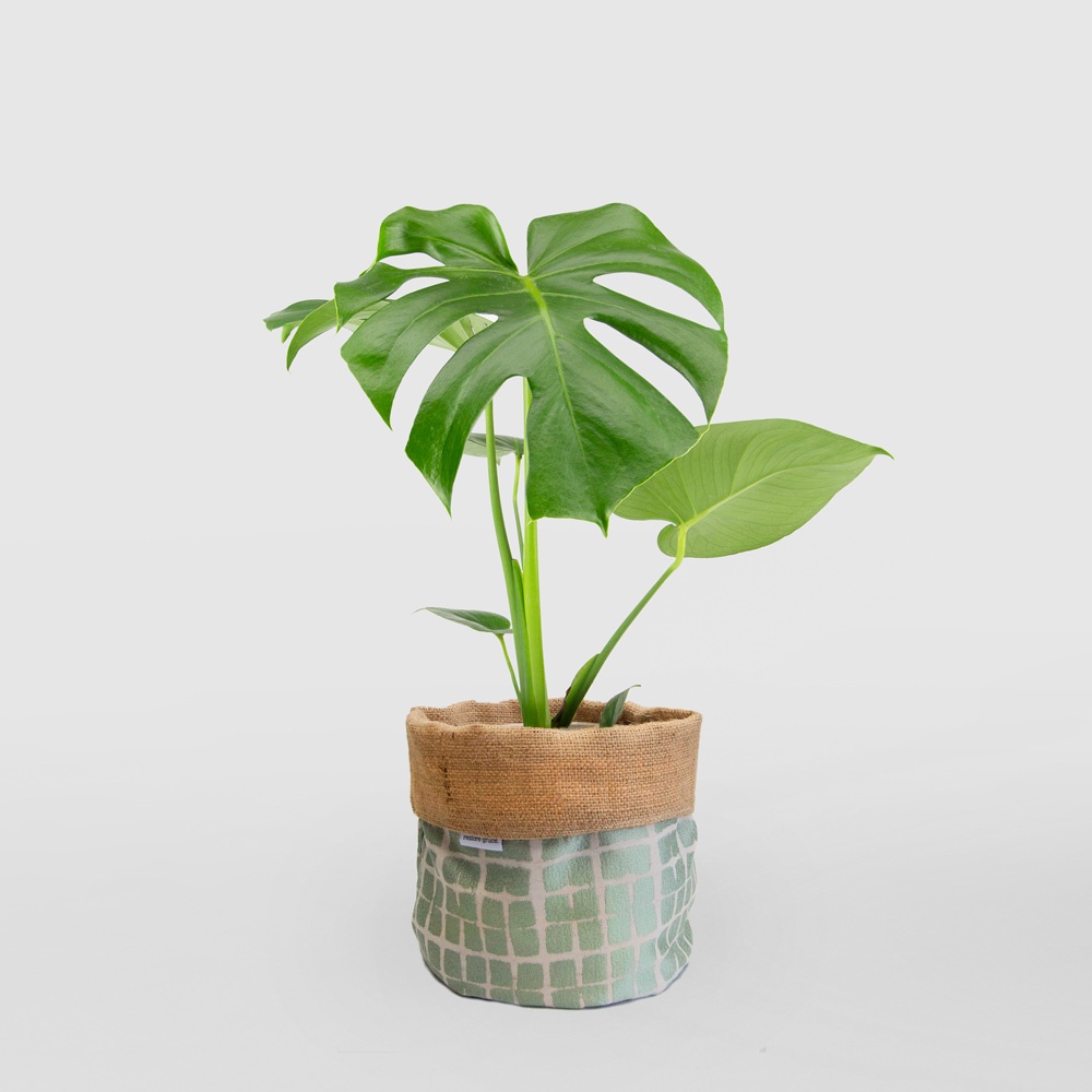 Monstera Deliciosa