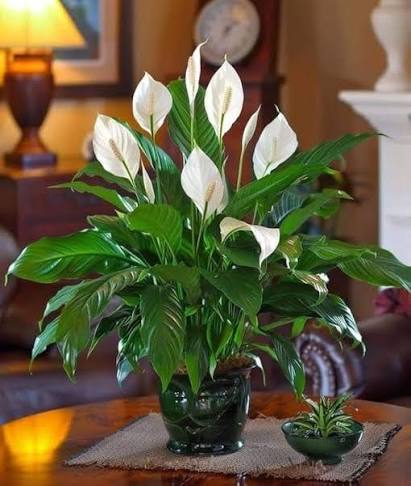 Peace Lily