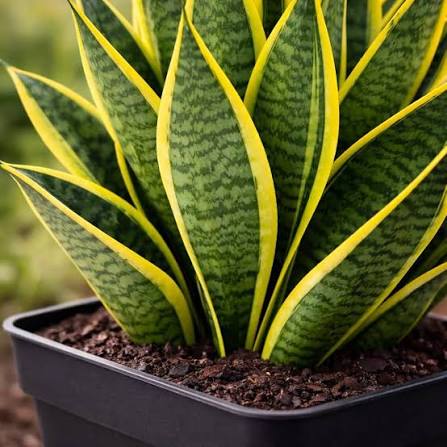 Snake Plant