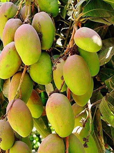 Thailand Mango Gra. 18'